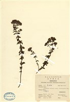 藏品(野薄荷)的圖片